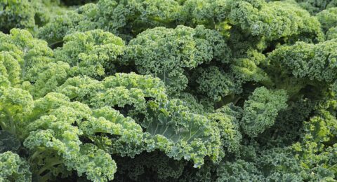 kale-438964_1280